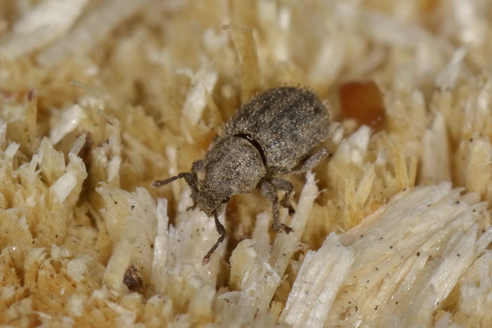 Trachyphloeus?